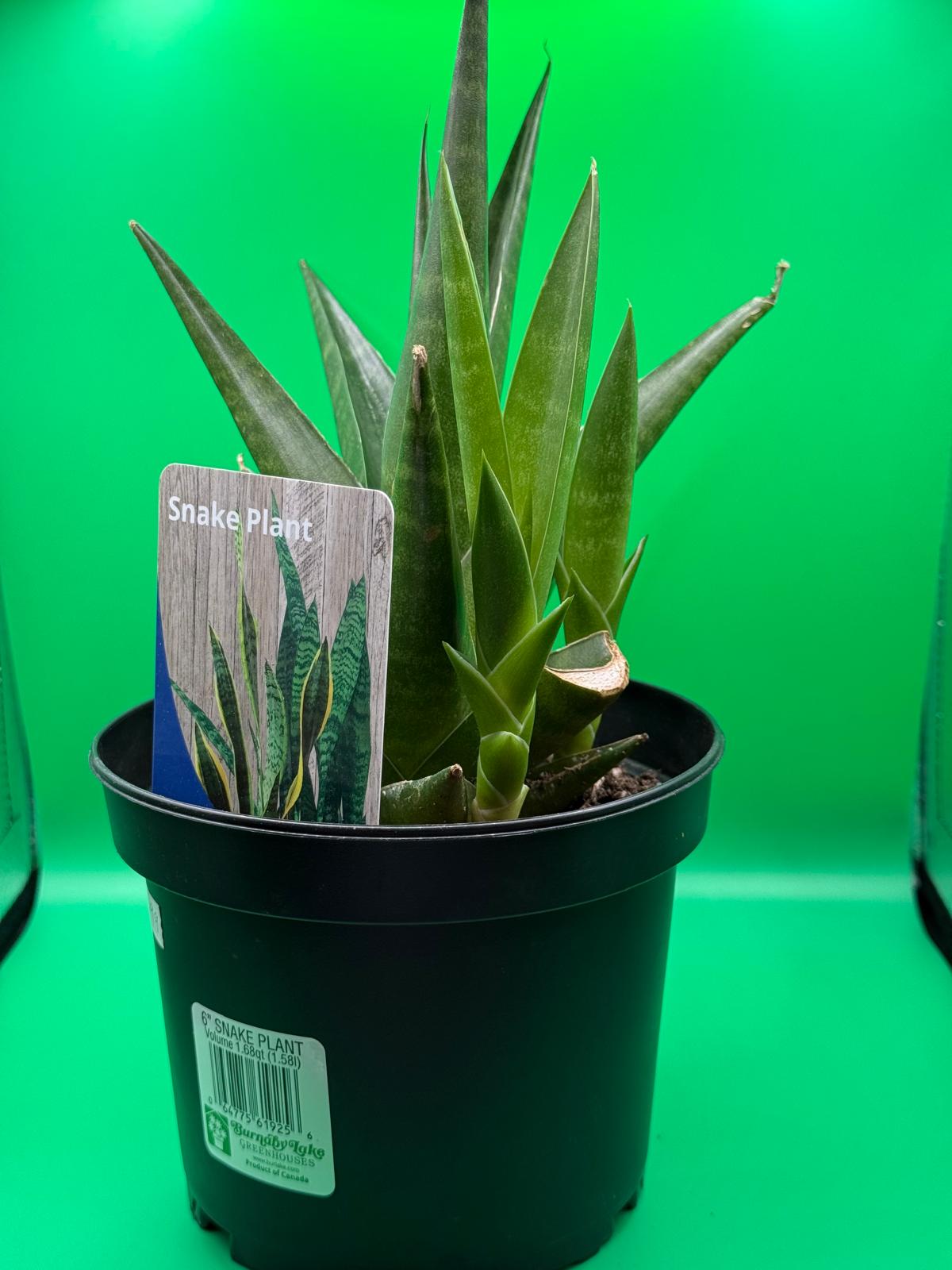 Hardy Snake Plant (Sansevieria) in black nursery pot